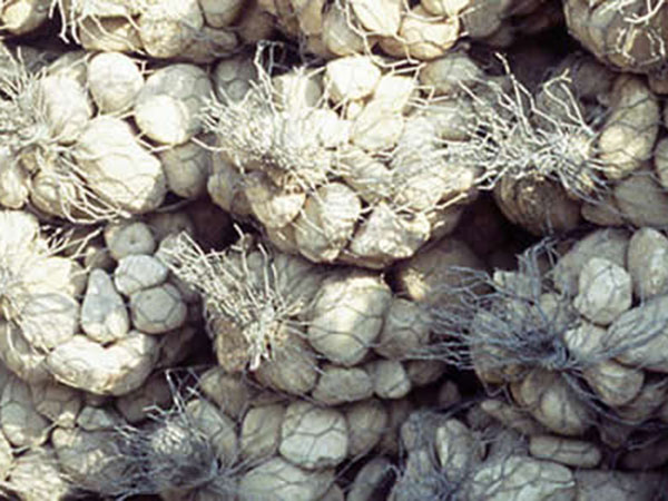 塞克格賓網圖片2